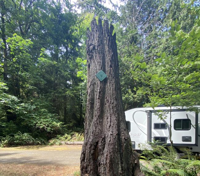 A standing dead tree with a sign on it telling visitors it's a habitat snag for wildlife