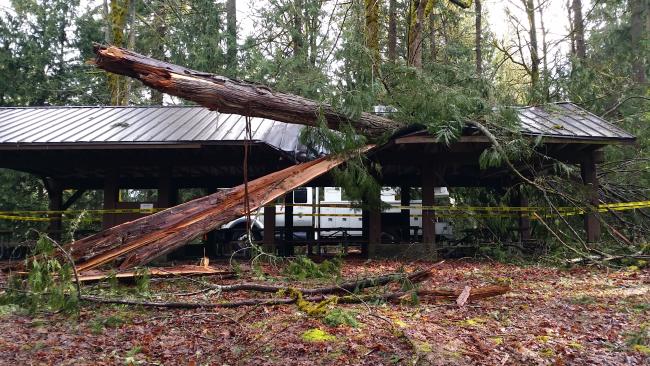 A fallen tree onto a kitchen shelter.