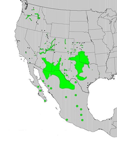 A gray map showing where hackberry trees grow, in green, including the southwestern US, northern Mexico and eastern Washington.