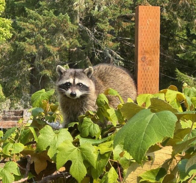 A raccoon on a fence behind leaves.