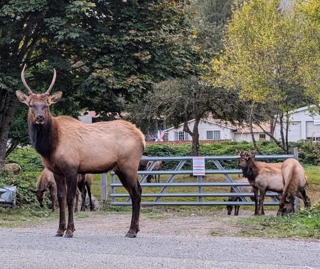 A herd of elk led by a big bull elk, prepare to cross the road.