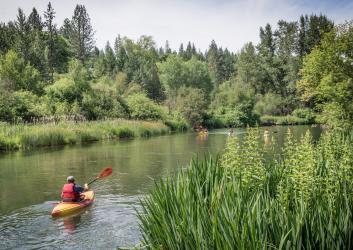 A group of kayakers paddle on the Little Spokane River with lush vegetation on either side of the river banks.