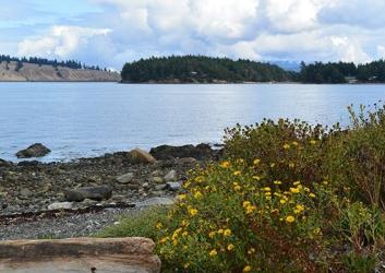 Small yellow flowers with small green leaves and a piece of driftwood take up the foreground with a view of the rocky beach behind them. In the midground the water is reflecting the light blue sky and white fluffy clouds. In the distance hills with rocky sides and forested tops are visible. 