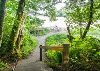 Wooden stairs with a wooden handrail down to a trail that leads to the rocky beach. On both sides of the trail trees with bright green leaves are visible as well as green understory. 