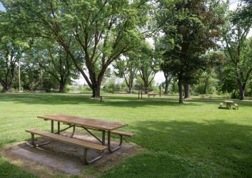 Picnic tables under large leafy trees in a green field.