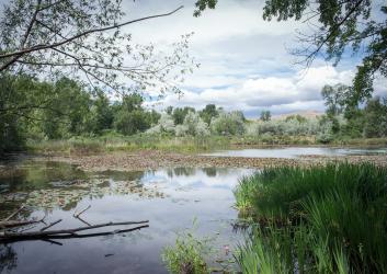 Water lillies in the middle of a pond surrounded by reeds and small trees. A brown hill is in the background underneath white puffy clouds.