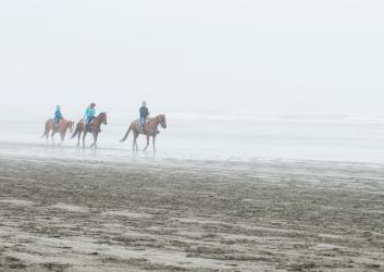 Horses on the beach at Ocean City.