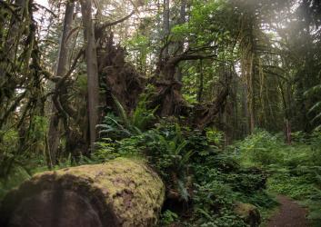A dirt trail is on the right with a huge downed tree to the left with it's massive roots visible. The undergrowth and ferns are growing up and around the log and in the background lush green trees and undergrowth can be seen. 