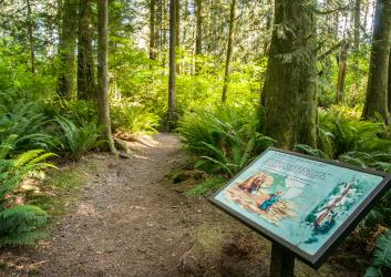 Interpretive sign in the front, right side of the photo describes the "Pretzel Tree."  The gravel and dirt trail in the center of the photo is flanked on both sides by lush green trees and ferns. 