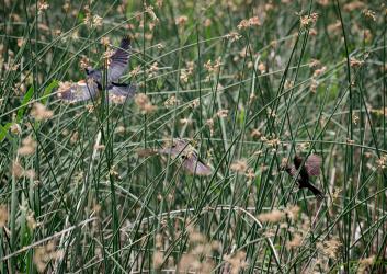 Birds in grass at Yakima Sportsman.