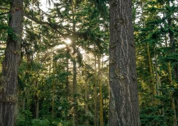 Sun rays coming through evergreen trees with picnic tables under the trees on green grass. 