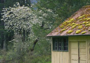 Old barn, shrubs and white flowering tree