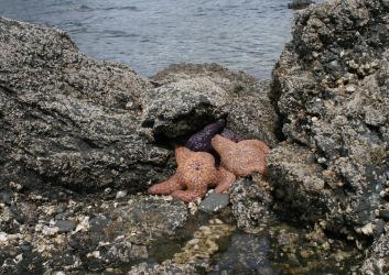 Orange sea star in tidepool