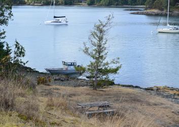 Rocky beach with fir trees.  Sailboats moored to buoys, 