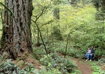 A man and a boy sit on the trail in an old-growth forest looking up at a big tree.