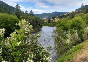 A river with trees with white blossoms in the foreground.