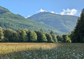 Field of daisies in afternoon sun with rolling hills in the background