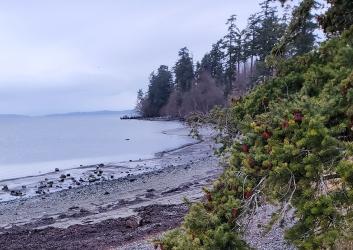 gravel beach with forest on shore