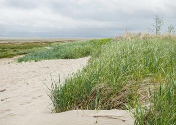 grasses growing on sand dunes near ocean beach