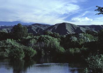 trees by river with green hills in background