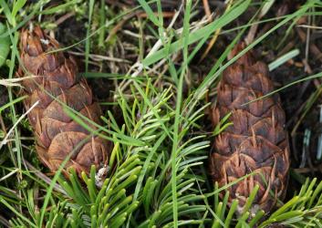 Two Douglas fir cones with paper bract sticking out, looking like mouse tails.