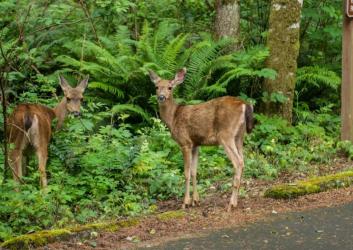 two small deer beside paved road surrounded by trees and greenery
