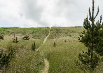 trail through grass and small trees
