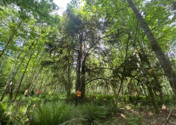 A group of workers stand near a yew tree in a forest