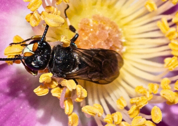 A bee is resting inside the bright petals of a flower