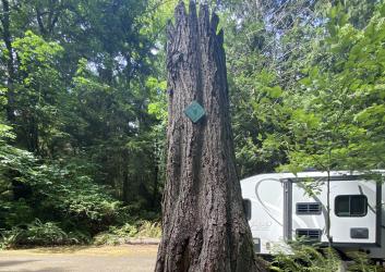 A standing dead tree with a sign on it telling visitors it's a habitat snag for wildlife