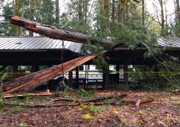 A fallen tree onto a kitchen shelter.