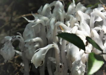 white and gray leafy ghost plant on the forest floor at Fort Townsend