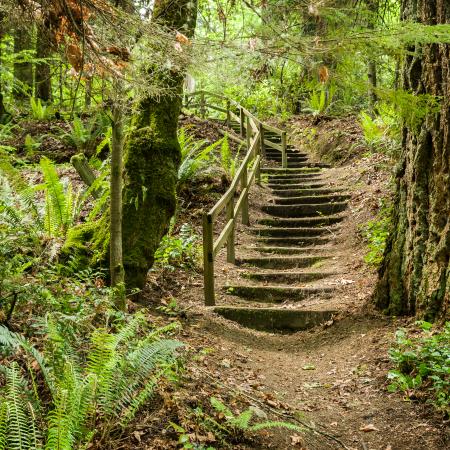 Illahee State park trails with trees, ferns, stairs, forest