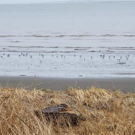 Birds on the shoreline at Bottle Beach.