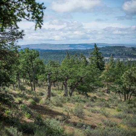 Overlook of valley and distant hills with trees and grasses