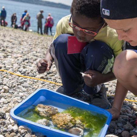 Two youths looking at marine life on rocks found on the beach at  Camano Island State Park. Youths are one Black child with red and black glasses, a green t-shirt, and blue pants and a white child with a backwards blue hat, blue or black t-shirt, and blue shorts. In the background are blurry classmates, the beach, and the Saratoga Pass. 