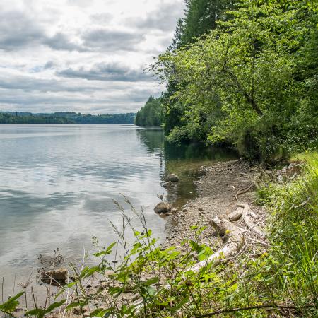 Lush greenery along shoreline of placid lake with fluffy clouds overhead