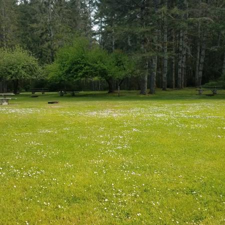 meadow of green grass and picnic tables under tall pines