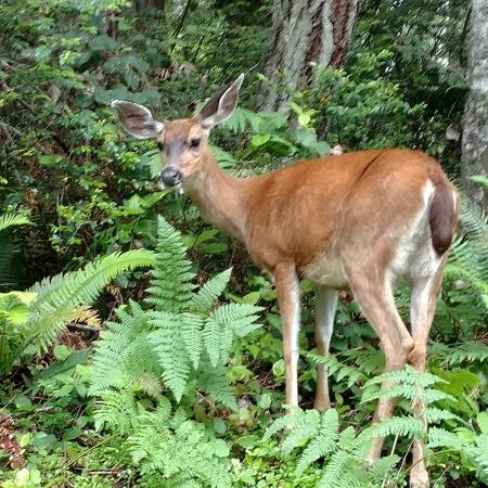 black tailed deer amongst shrubs looking back at you