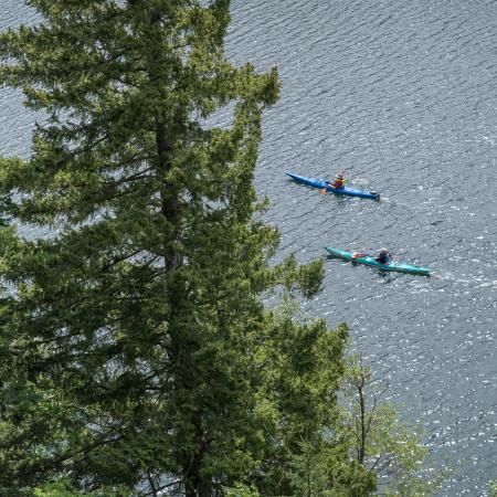 Tall pine trees in front of two kayakers paddling in the distance.. 