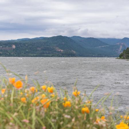 Orange flowers on the bank of whitecap waters with evergreen hills across the river.
