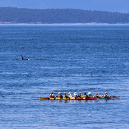 A group of kayakers watch an orca breach the water. A hillside of trees lay in the background.