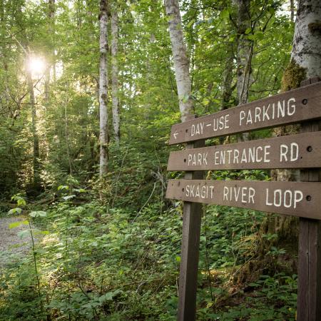 Dark brown wooden sign with 3 slats is angled away from the camera on the right side of the image. The top slat says "Day-use parking" with an area pointing to the left, "park entrance rd" is in the center with an arrow pointing straight forward, and "skagit river loop" is on the last slat with an arrow to the right. The sign is alongside a dirt and gravel trail  that is only visible to the left of the sign, heading to the day-use parking. Trees with white and brown bark and undergrowth are visible.