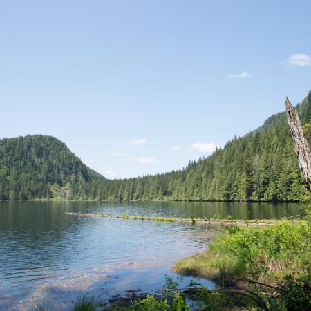 View from the shoreline of the lake with heavily forested hillsides in the background set against the clear, blue water of the lake.  There is a fallen tree in the lake still connected to the shoreline, another dead tree to the right, and the rocky bottom fo the shoreline is visible just under the water. 