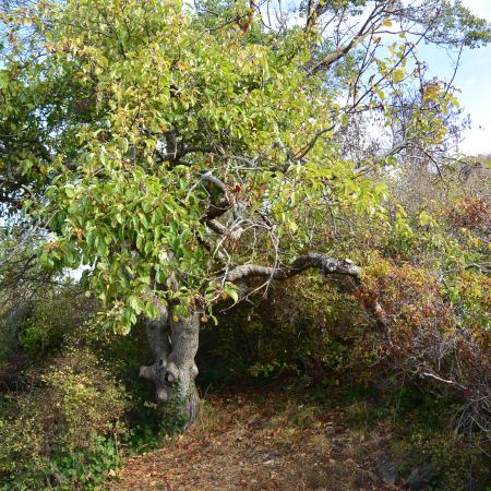An apple tree on Blind Island in the San Juans. The tree is old and snarled and surrounded by heavy brush.