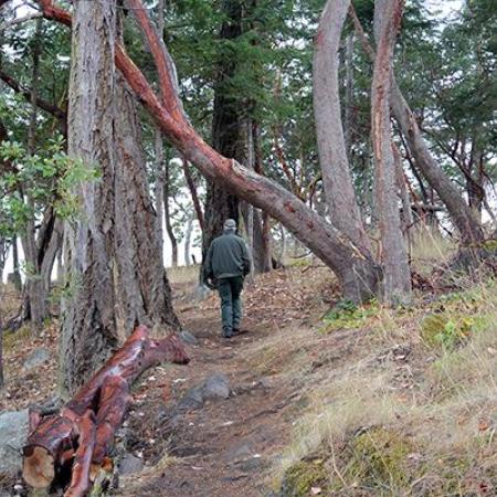 A Park Ranger wearing green pants and a green jacket walks along a dirt trail lined with trees with exposed red under the bark. Brown grass and leaves surround the trail.
