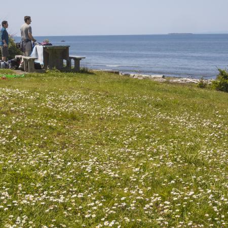 A couple enjoying a picnic at a table in a grassy lawn with clover flowers in bloom. The couple looking over the water with an island in the distance. 