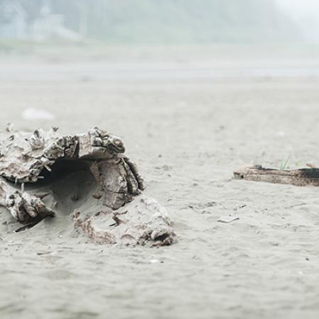 An old log half buried in soft white sand. It is bleached by the sun and slowly crumbling. Ocean water is visible in the distance.