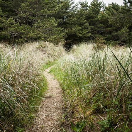 A narrow trail framed on either side with high dune grasses leads to a dense green forest
