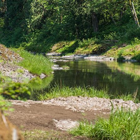 A wide calm spot on the Chehalis River. The water reflects the surrounding green forest which is bathed  in dappled sunlight. 